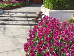 -新湖明珠城