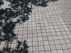 -重庆市奥林匹克体育中心-游泳跳水馆