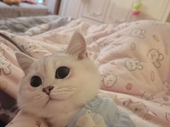 -欣宠猫屋·矮脚拿破仑·蓝金金渐层