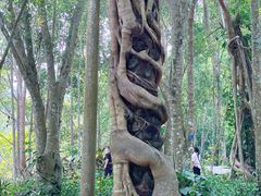 -中国科学院西双版纳热带植物园