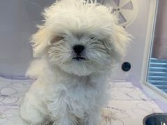 -翊宠yipet猫狗购宠庄园犬舍•猫舍