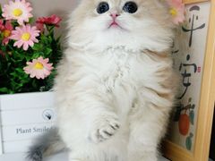 -小猫来了·猫舍(红山六九七九店)