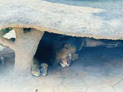 -北京野生动物园