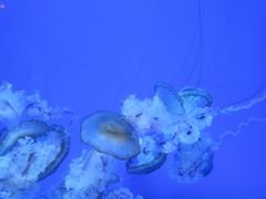 -南昌海洋公园