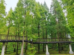 -黄海国家森林公园