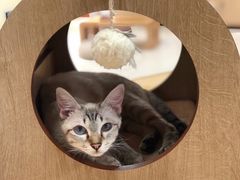 -猫和宫(六道口店)
