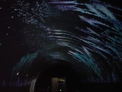 -贝壳梦幻世界