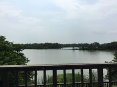 -大湾区中央湿地公园