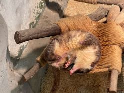 -Zoolung Zoolung动物主题公园(海信广场店)