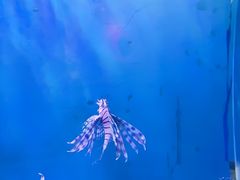 -中央广播电视塔