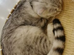 -共舞时光猫咖·狗咖(新街口店)