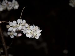 -桃花堤公园