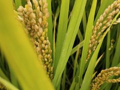 -武汉紫薇都市田园