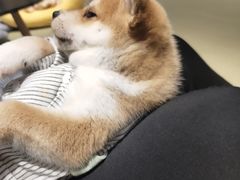 -逗柴咖啡屋·狗咖猫咖宠物桌游