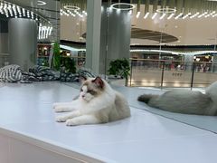 -COLOR PETS 撸猫馆·购猫·猫咖(长风大悦城店)