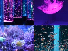 -海合安成都极地海洋公园