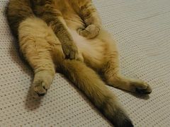 -糯米喵星人总部直营旗舰店·猫舍·幼猫出售