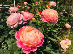 -人民公园(罗湖区)