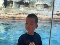 -帝企鹅自助餐厅•儿童岛•真企鹅(长隆企鹅酒店)