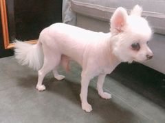 -宠爱国际动物医院· 猫科· 外科·中兽医(长白店)