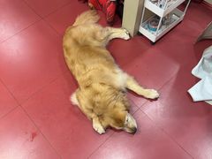 -和它·交个朋友·狗咖猫咖(爱琴海店)