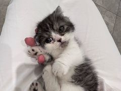 -有猫儿腻咖啡厅.猫咖