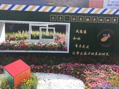 -荷兰花海