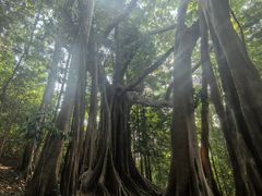-西双版纳基诺山寨