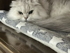 -瑞派康怡24h宠物医院·犬猫医疗中心·微创绝育(瑞景分院)
