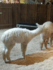 -长沙云顶星河游乐园(步步高·梅溪新天地店)