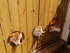 -柴犬小屋·柴餐厅·狗咖食堂(金鼎广场店)