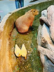 -Zoolung Zoolung动物主题公园(海信广场店)