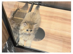 -袖虎·猫馆(体育西路店)