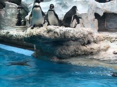 -帝企鹅自助餐厅•儿童岛•真企鹅(长隆企鹅酒店)