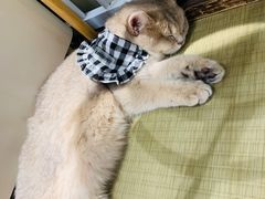 -逗柴咖啡屋·狗咖猫咖宠物桌游