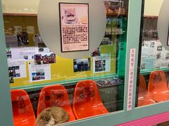 -猫咪博物馆(顶澳仔猫街店)
