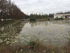 -上海长兴岛郊野公园