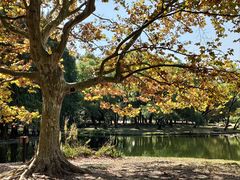 -上海共青森林公园