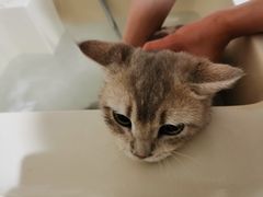 -猫大福·Fortune Cat猫舍(百子湾店)
