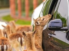 -常州淹城野生动物世界