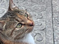 -龙华素斋(龙华路店)