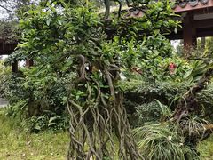 -南山植物园