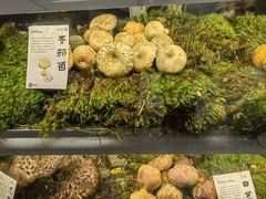 -滇野云南野生菌餐厅(陕西南路店)