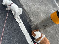 -虹泰宠物医院 ·旗舰店·24h(南秀路店)