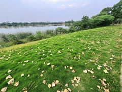 -金银湖国家城市湿地公园