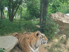 -栾川竹海野生动物园