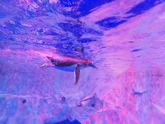 -芜湖新华联大白鲸海洋公园