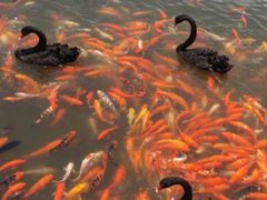 -泉州海丝野生动物世界