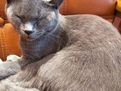 -藏猫猫咖啡主题馆(中央大道店)