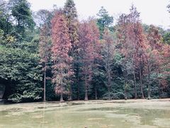-云溪植物园